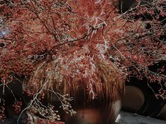 -新荣记(南京西路店)