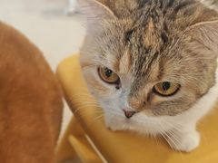 -平行世界·猫咖(首经贸店)