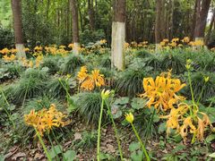 -杭州植物园