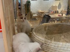 -藏猫猫咖啡主题馆(中央大道店)