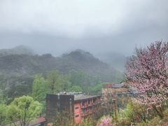 门面-Local泰莲庭(虹鳟鱼店)