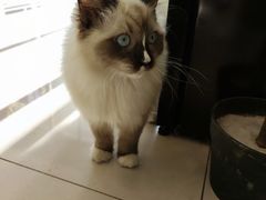 -平行世界·猫咖(首经贸店)