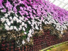 -石家庄市植物园