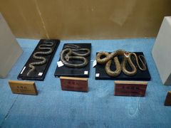 -陕西自然博物馆