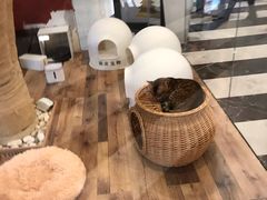 -袖虎·猫馆(体育西路店)