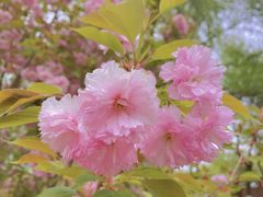 -长白岛森林公园