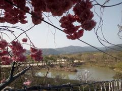 -天适樱花悠乐园