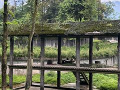 -中国大熊猫保护研究中心雅安碧峰峡基地
