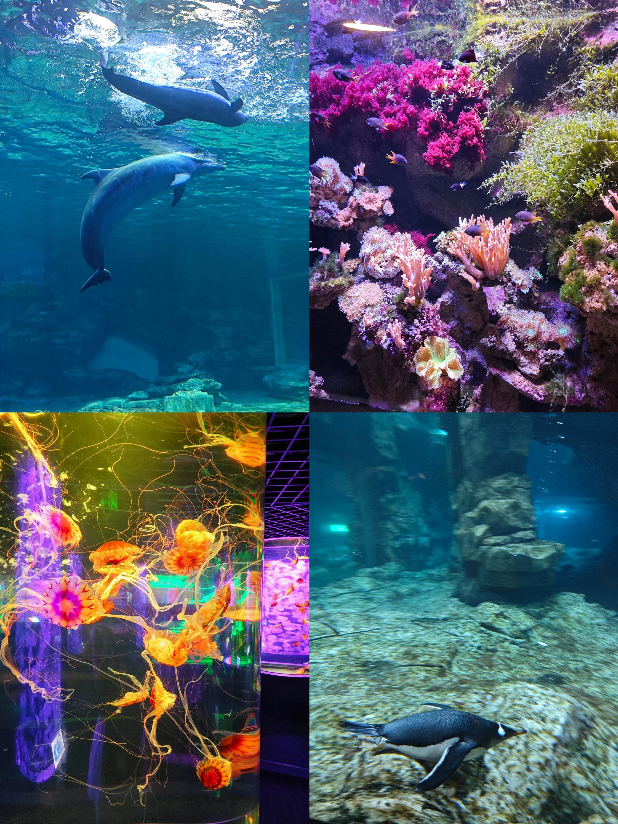 这个夏天来郑州海洋馆get魔法假期喽