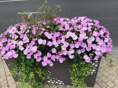 -麦子MaiMassage(打浦桥店)