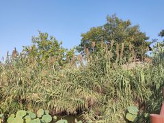 -长兴太湖图影湿地文化园