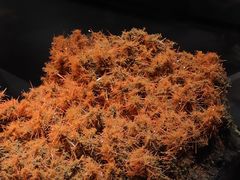 -湖南省地质博物馆