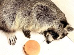 -浣熊柯尔鸭土拨鼠·电玩咖