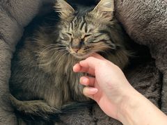 -pd派德宠物中心医院24H急重症·眼科中心·血液透析中心(嵩山北路店)