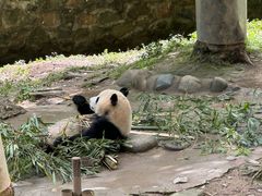-都江堰中华大熊猫苑