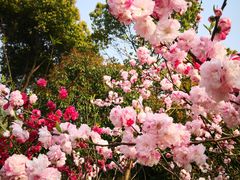 -南汇桃花村