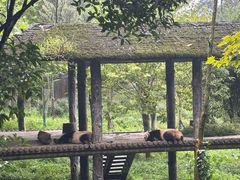 -中国大熊猫保护研究中心雅安碧峰峡基地