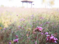 -羊亭河湿地公园