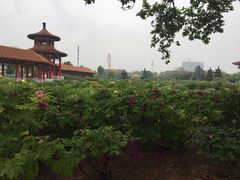 -曹州百花园