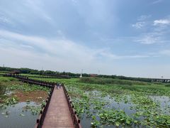 -荷塘月色湿地公园·向阳花洲