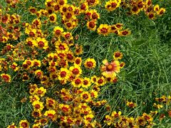 -永定河休闲森林公园