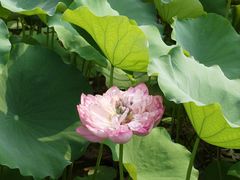 -莲花池公园
