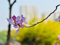 -荔湾湖公园