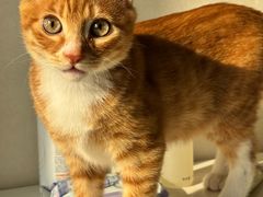 -天使宠物医院·犬猫分诊(彩虹店)