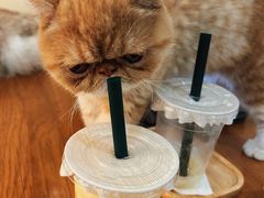 -滚猫咖啡·猫咖·猫友好撸猫(未来城店)