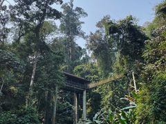 -中国科学院西双版纳热带植物园