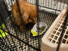 -雨林宠物医院 非犬猫异宠专科