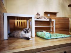 -滚猫咖啡·猫咖·猫友好撸猫(未来城店)