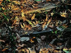 -素山寺森林公园