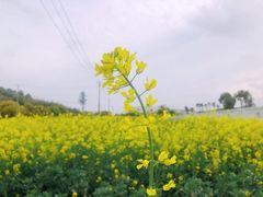 -狼山风景名胜区