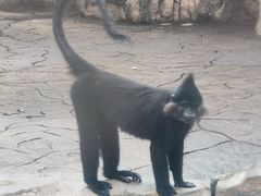 -深圳野生动物园