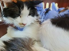 -美联众合动物医院·24h转诊中心