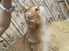 -楼上猫咖(罗湖店)