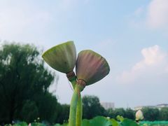 -莲花池公园