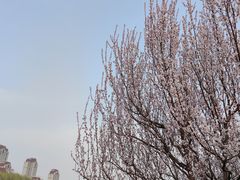 -桃花堤公园