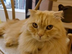 -猫咪派对(江南西店)