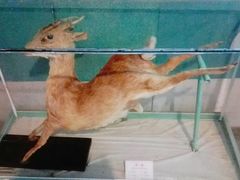 -龙虎山世界地质公园博物馆