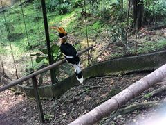 -吉隆坡雀鸟公园