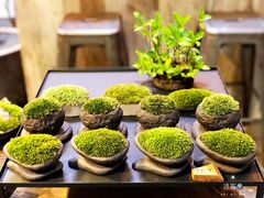 -植觉