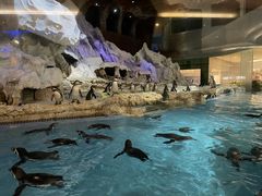 -帝企鹅自助餐厅•儿童岛•真企鹅(长隆企鹅酒店)