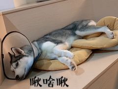 -Husky Go! 哈士奇体验馆·宠物咖啡厅狗咖