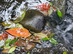 -十八棵（老龙井）御茶园(老龙井店)