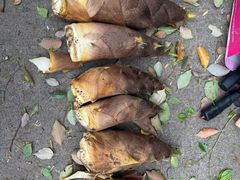 -上海佘山国家森林公园天马山园