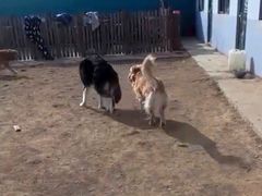 -趣玩宠物乐园寄养训犬训狗游泳池