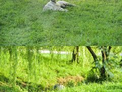 -上海野生动物园