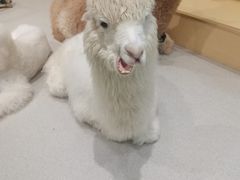 -萌喵宠狗爱心宠咖